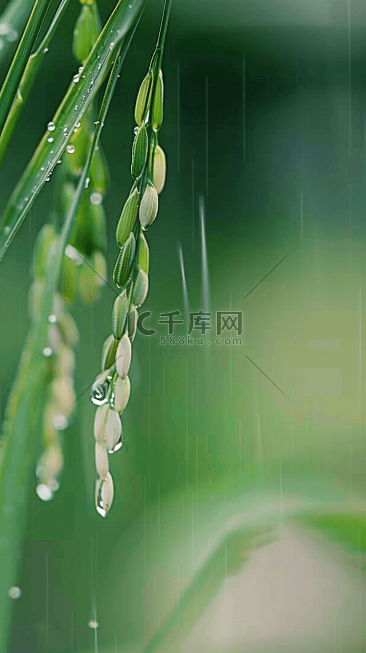 春天春雨谷雨节气稻穗背景