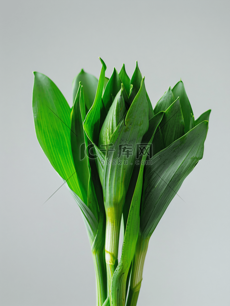 韭菜叶菜