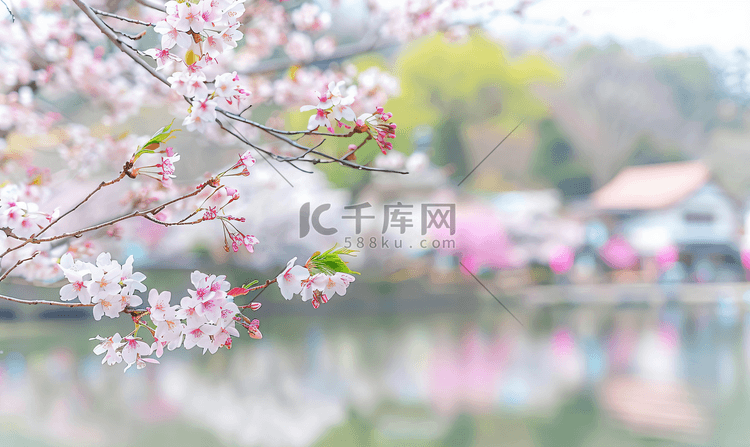春日樱花树图片摄影