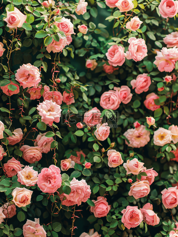 玫瑰花墙自然