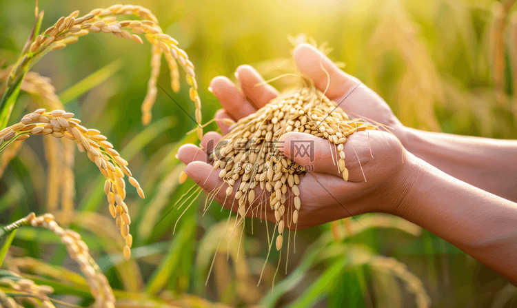 农民在亚洲麦田里手捧水稻