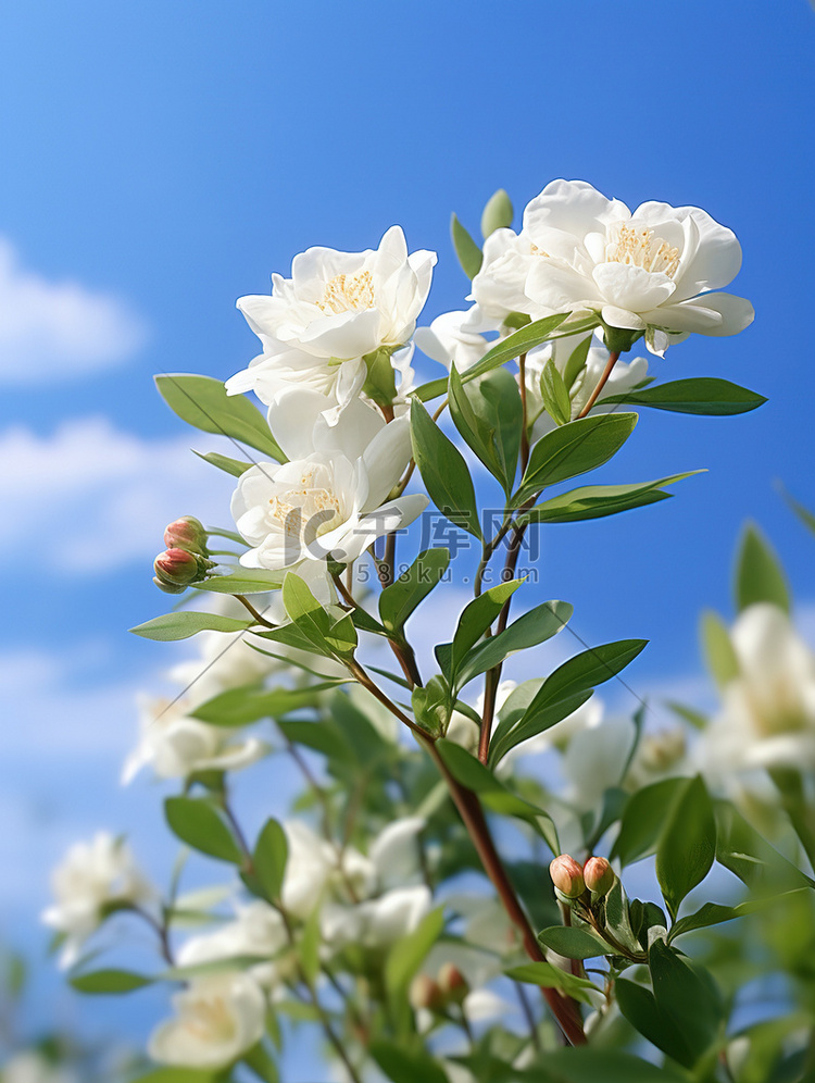 白色茉莉花淡蓝色天空高清图片