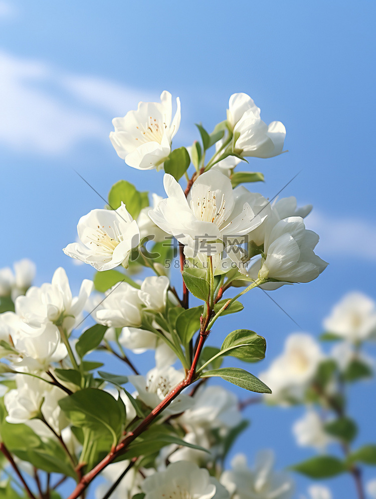 白色茉莉花淡蓝色天空图片