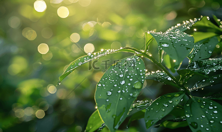 夏天雨后新芽摄影图