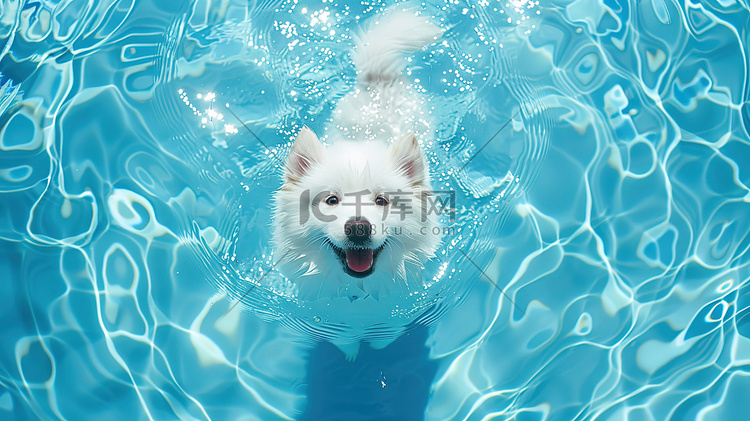 一只小狗在泳池游泳照片
