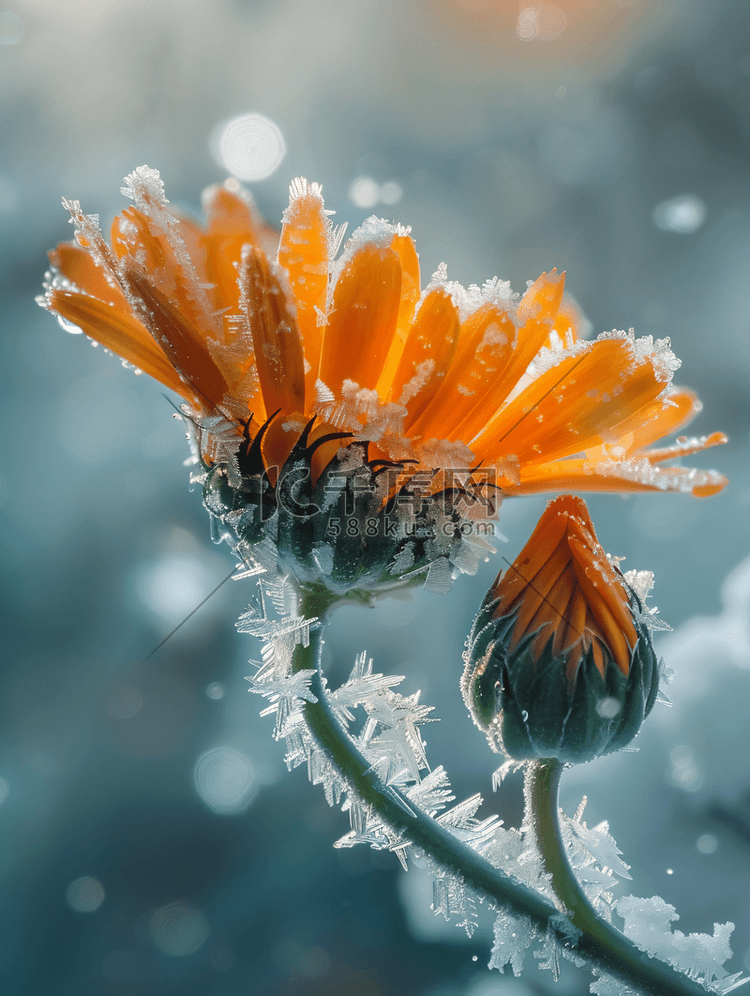 金盏花春天冰凌花冰雪开放摄影图