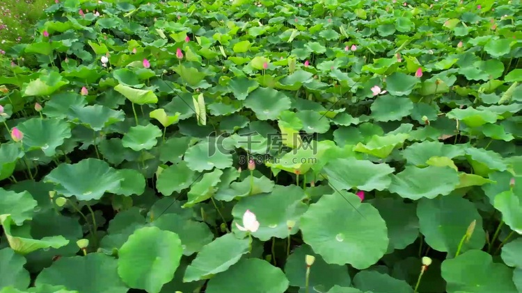 荷花池塘荷花开放特写实拍