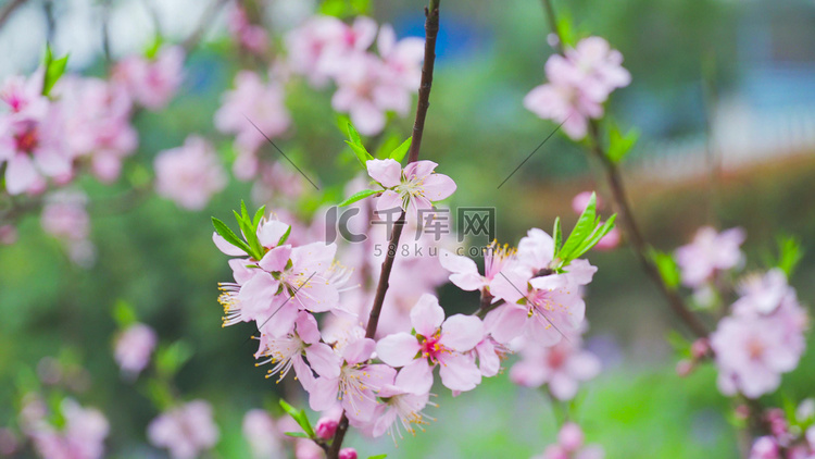 实拍春季花朵唯美桃花粉色桃花