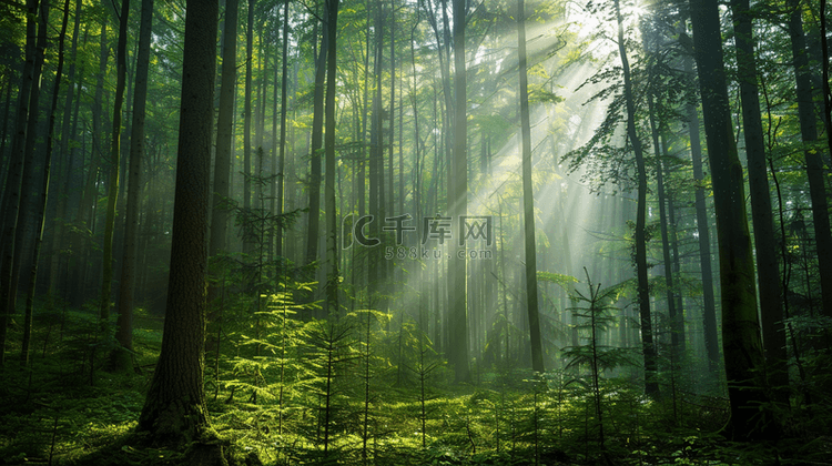 太阳光芒照射森林树木自然风景的