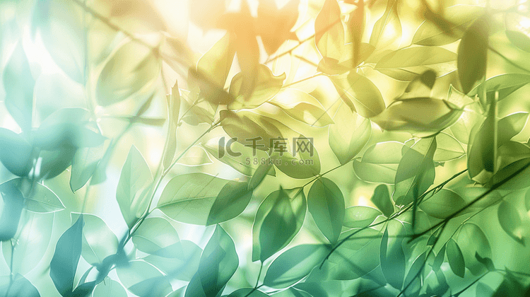 阳光下树叶叶片纹理的背景