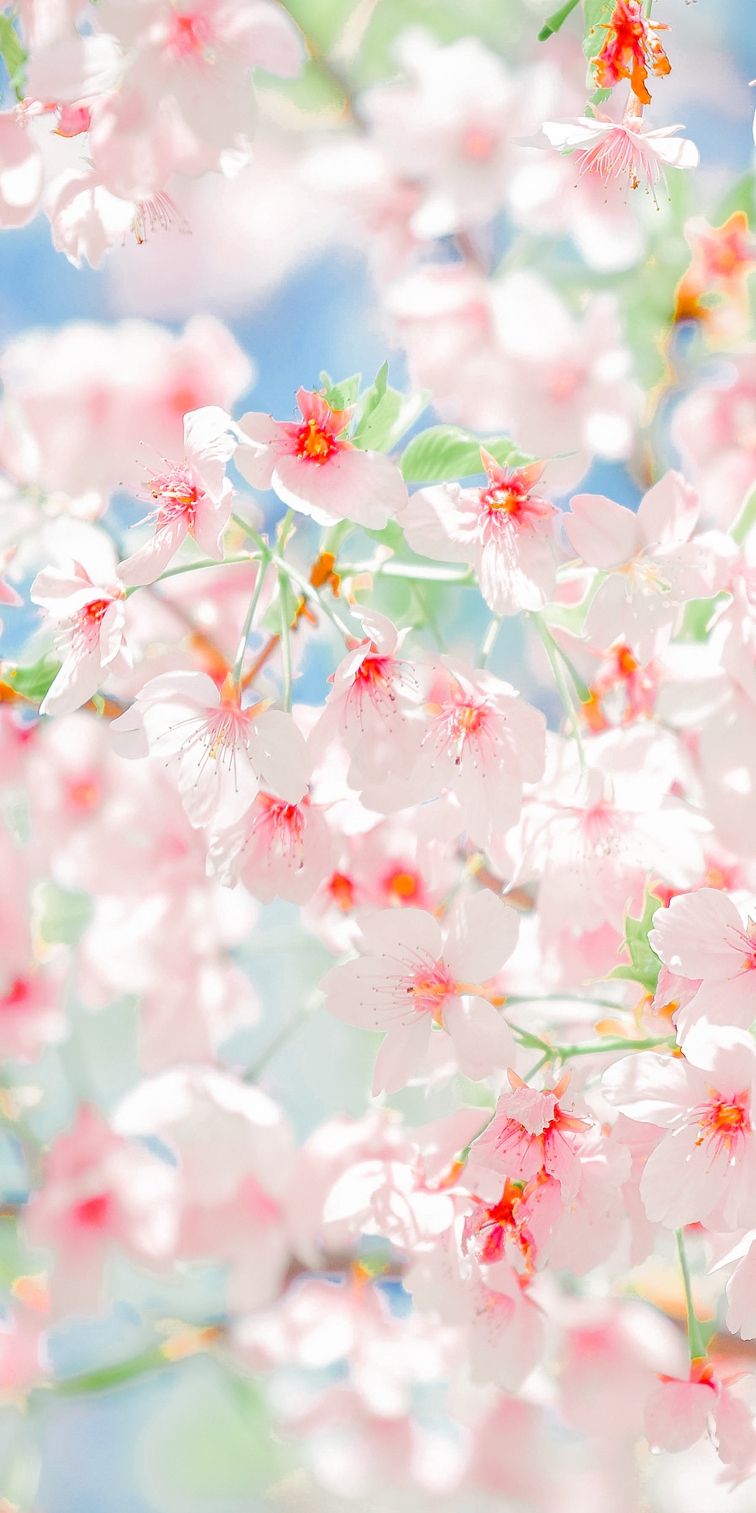红色花蕊粉色樱花手机壁纸图片