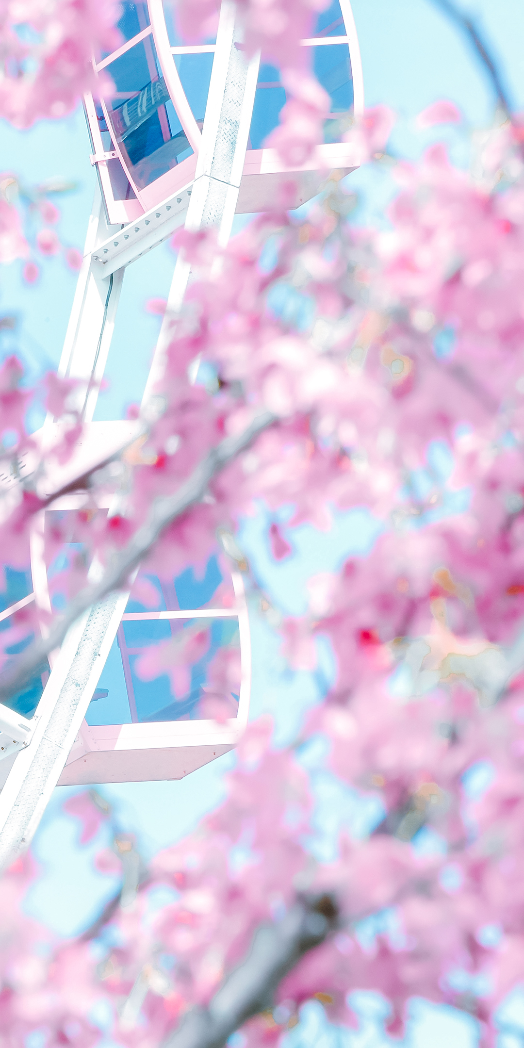 摩天轮背景盛开粉色樱花壁纸图片