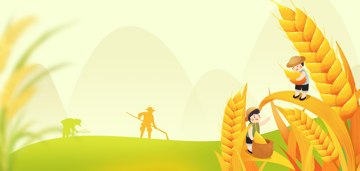 芒种夏季夏天麦穗麦子农耕背景图片