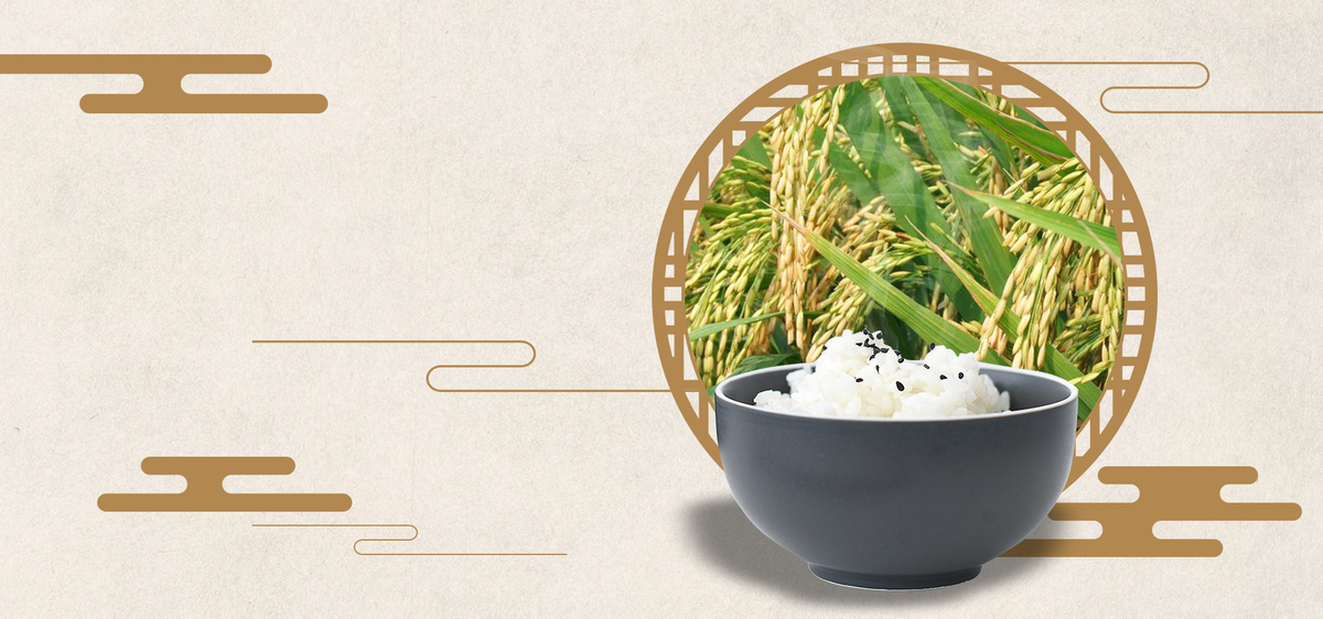 米饭稻米稻谷稻子绿色食品背景图片