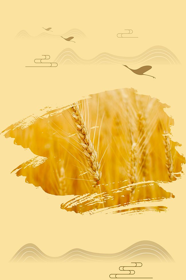 五谷杂粮丰收稻米小麦海报背景图片