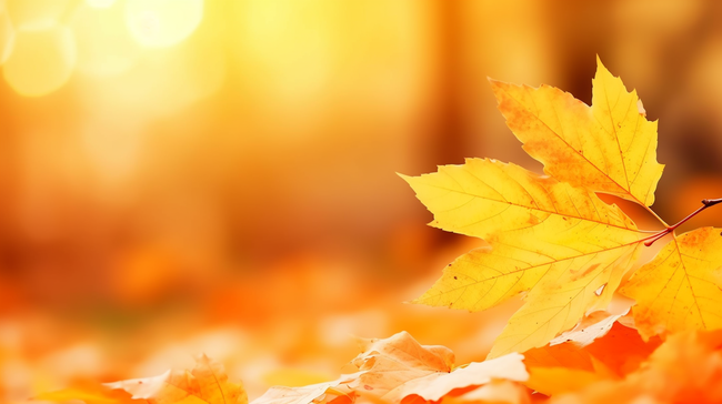 秋天的叶子黄叶落叶背景图片