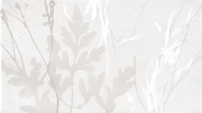 质感水彩纸纹理银白色植物花纹花卉背景图片
