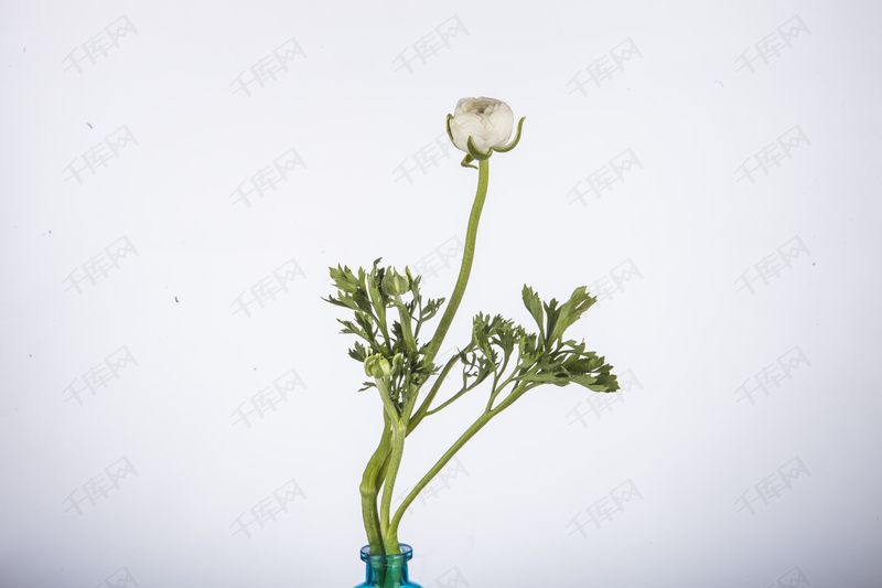 含苞待放的鲜花摄影背景图片免费下载_海报b