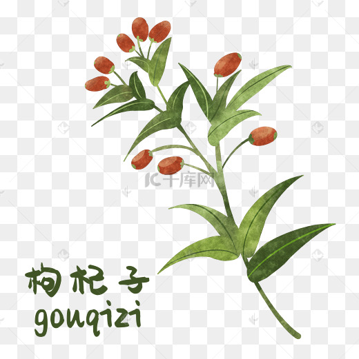 手绘枸杞