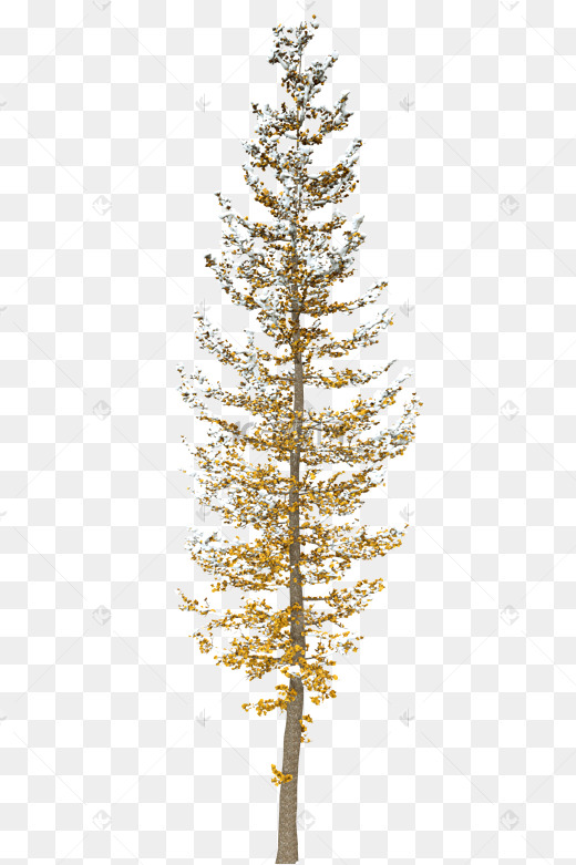 植物轮廓杨树