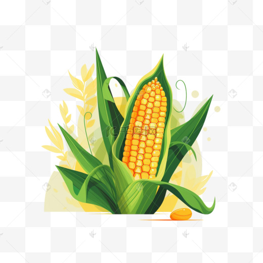 有机蔬菜玉米图片