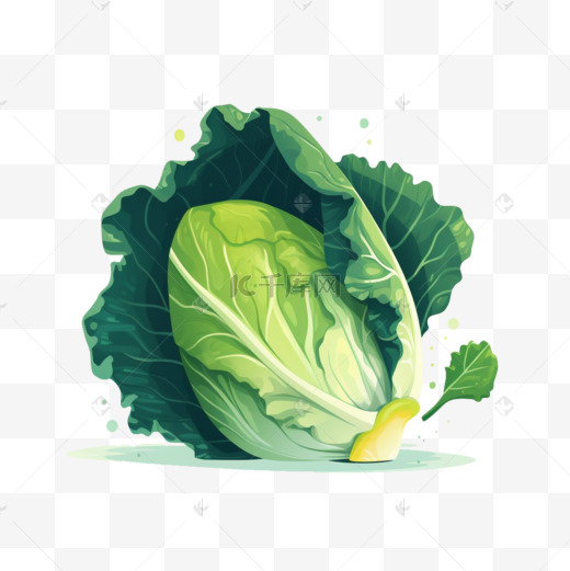 生菜青菜白菜有机蔬菜图片