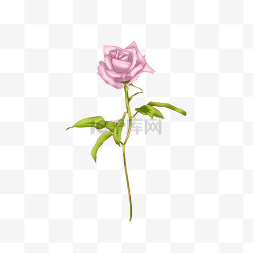 粉色带刺的玫瑰花插画图片