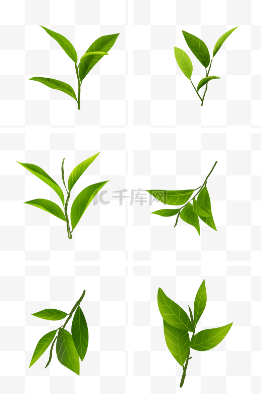 手绘茶叶素材图片