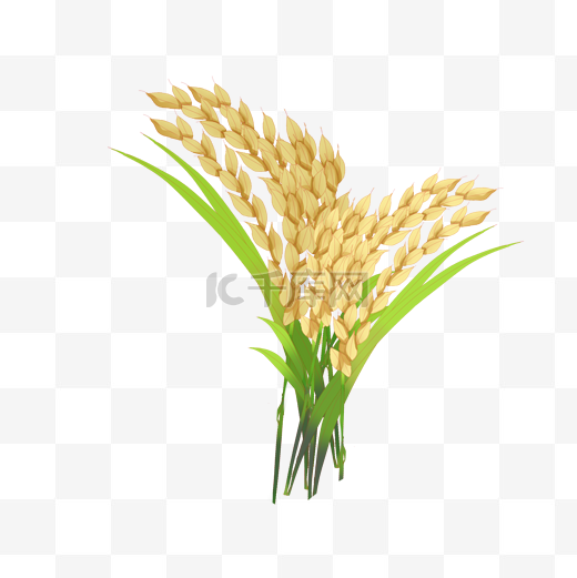 黄色水稻谷穗插图图片