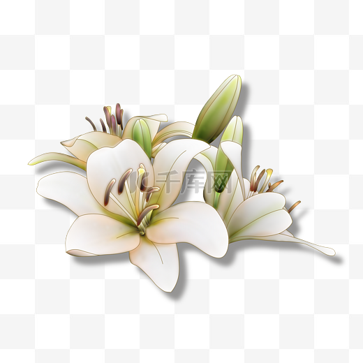 全白纯洁的百合花朵图片