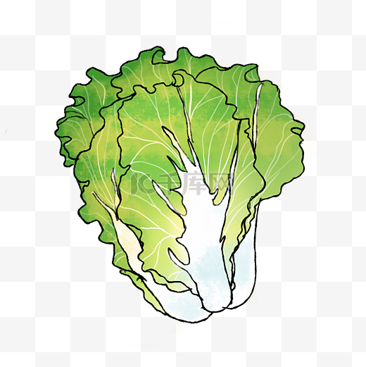 白菜新鲜蔬菜手绘插画图片