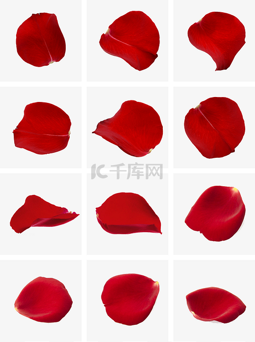 情人节红色真实风活动促销玫瑰花瓣PNG免抠装饰图片