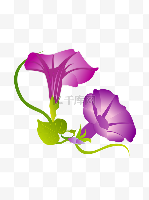 手绘喇叭花元素之紫红色卡通牵牛花图片