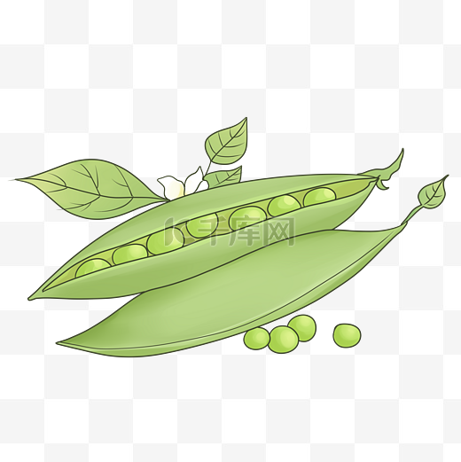 清新新鲜蔬菜豌豆豆子插画图片
