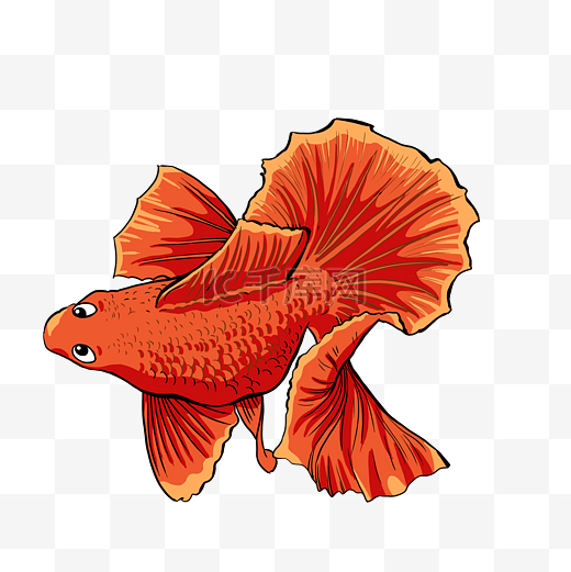 美丽鱼类红色金鱼卡通金鱼土佐金金鱼图片