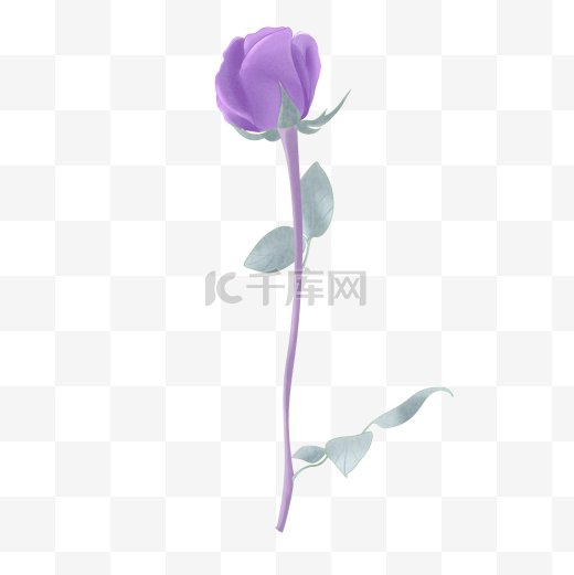 手绘水彩节日用花紫玫瑰图片