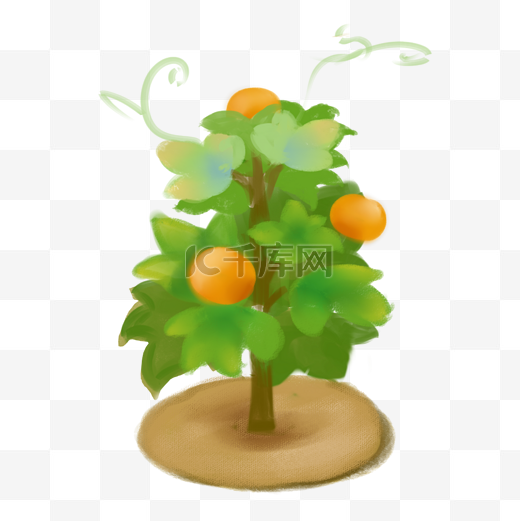 花美丽的植物水果树橙子树橘子树美丽果树图片