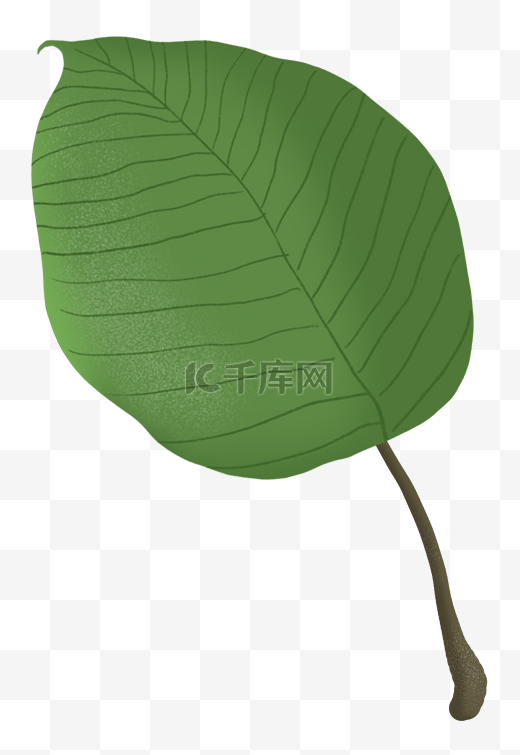绿色树叶植物单片叶子图片