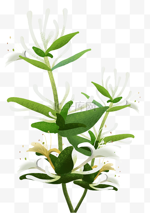 春天植物绿色小清新金银花图片