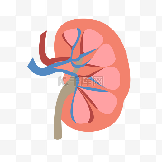 手绘人体器官结构图肾脏矢量免抠素材图片