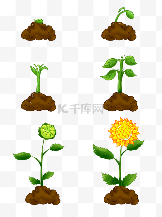 手绘植物生长过程发芽开花向日葵商用图片