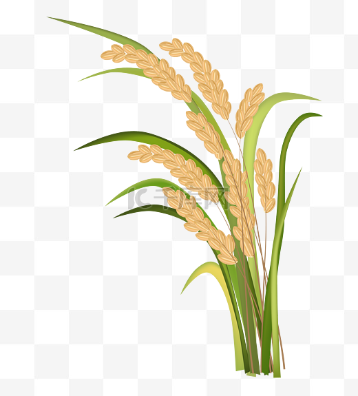 黄色水稻稻穗多簇图片