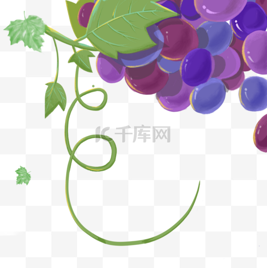 紫色葡萄藤曼图片