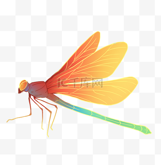 春天昆虫蜻蜓图片