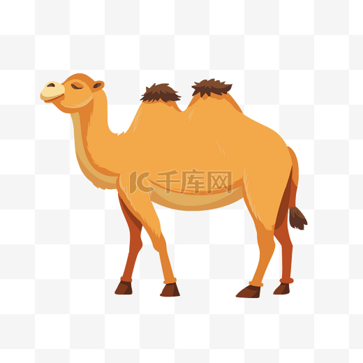 野生动物骆驼图片