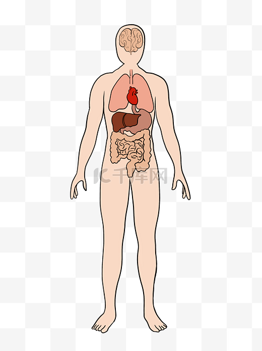 人体身体图片