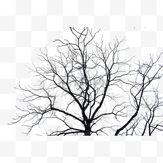 冬天的枯树杆图片
