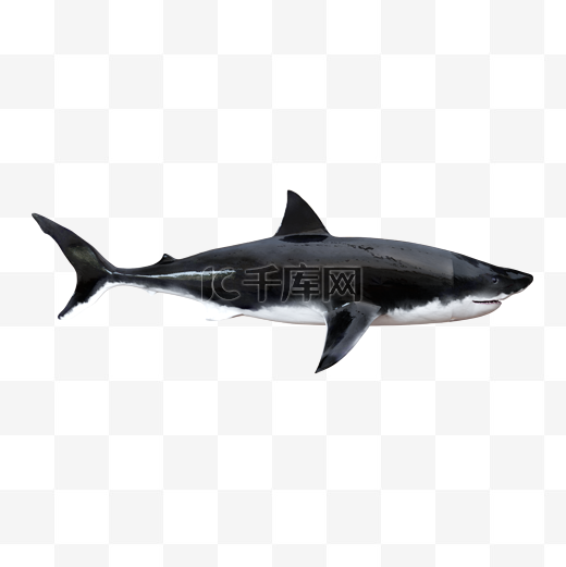 大白鲨鱼图片