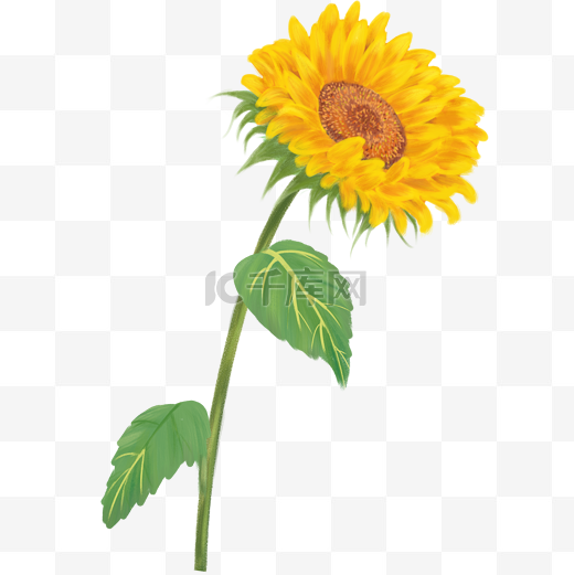 植物向日葵黄色手绘PNG素材夏天图片