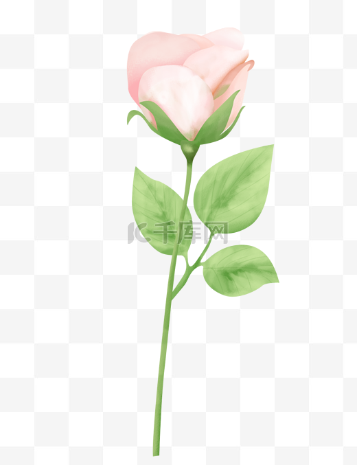 手绘粉色玫瑰三八女神节女王节鲜花妇女节图片